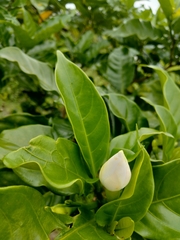 Gardenia
