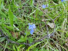 Veronica chamaedrys