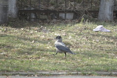 Corvus cornix