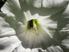 Calystegia spithamaea