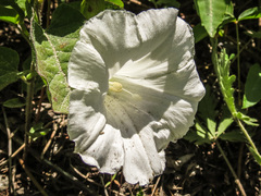 Calystegia spithamaea