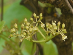 Cissus woodrowii