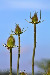 Dipsacus comosus