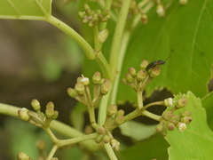 Cissus woodrowii