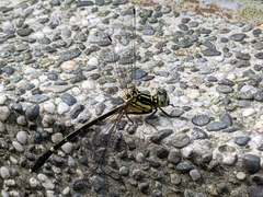 Leptogomphus sauteri formosanus