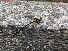 Leptogomphus sauteri formosanus