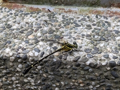 Leptogomphus sauteri formosanus