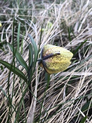 Fritillaria collina