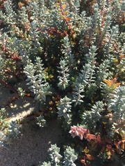 Chenolea diffusa