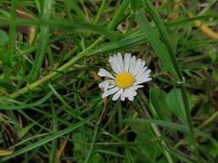 Bellis perennis