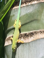 Phelsuma dubia