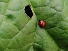 Coccinella septempunctata
