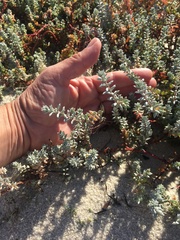 Chenolea diffusa