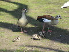 Alopochen aegyptiaca