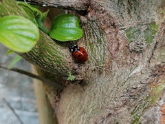 Coccinella septempunctata