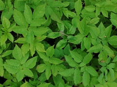 Aegopodium podagraria