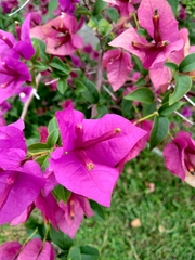 Bougainvillea