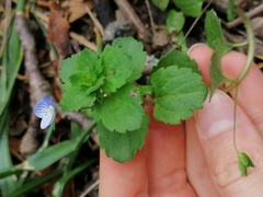 Veronica persica