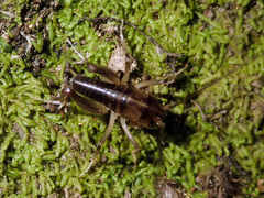 Hemiandrus pallitarsis