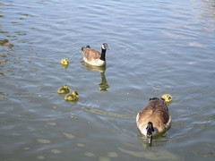 Branta canadensis