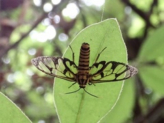 Amata grotei