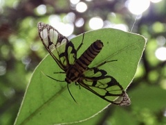 Amata grotei