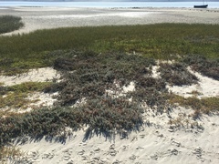 Chenolea diffusa