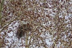 Corvus cornix