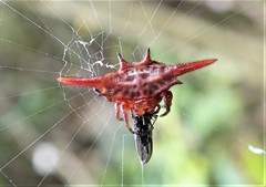 Gasteracantha versicolor