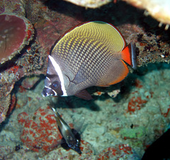 Chaetodon collare