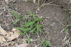 Achillea millefolium