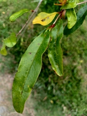 Punica granatum
