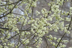 Salix caprea