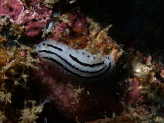 Phyllidiopsis phiphiensis