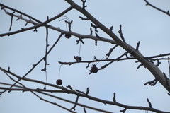 Malus baccata