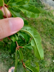 Punica granatum
