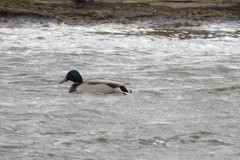 Anas platyrhynchos