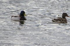 Anas platyrhynchos