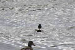 Anas platyrhynchos