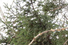 Picea obovata