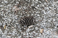 Picea obovata