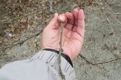 Caragana arborescens