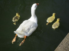 Anser anser domesticus × anser cygnoides domesticus