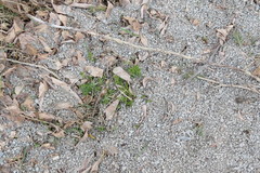 Galium mollugo