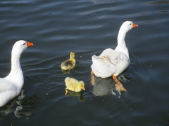 Anser anser domesticus × anser cygnoides domesticus