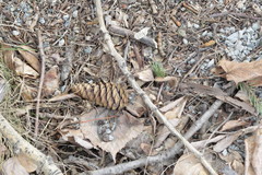 Picea obovata