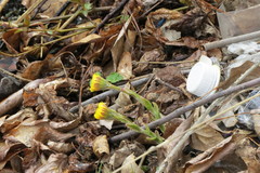 Tussilago farfara