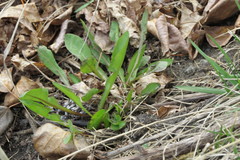Taraxacum officinale