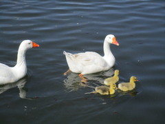 Anser anser domesticus × anser cygnoides domesticus