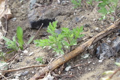 Artemisia vulgaris